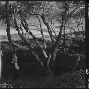 File 55: Banksias by the sea - Shelly Beach, 1987 / pho...