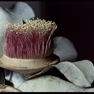 File 21: Margaret Preston flower (Eucalyptus macrocarpa...