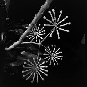 File 17: Firewheel Tree flower, April 1983 / photograph...