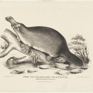 [The Mammals of Australia], 1869 / prints by Helena For...