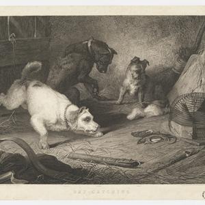 Rat-catching, 1823 / Edwin Landseer