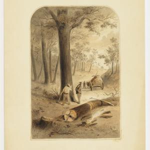 Stringy Bark, 1800-1899 / Samuel Thomas Gill
