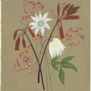 [Flower study], 1889