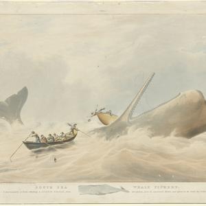 South Sea whale fishery, 1834 / painted by W. J. Huggin...