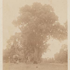 A record of life on a sheep station at Coonamble, Weste...