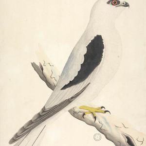 Collection 27: Drawings of birds chiefly from Australia...
