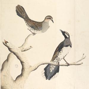 Collection 27: Drawings of birds chiefly from Australia...