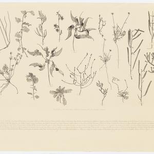 Specimens from New Holland three etchings [and artist's...