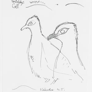 Series 47: Partridge pigeon, 1984-2004 / drawn by Willi...