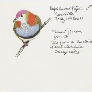 Series 53: Purple-crowned fruit-dove, 1987-2003 / drawn...