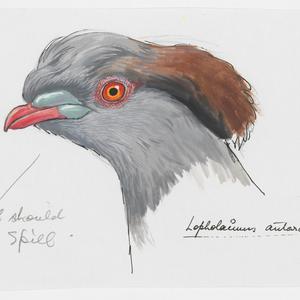 Series 66: Topknot pigeon, 1981-2004 / drawn by William...