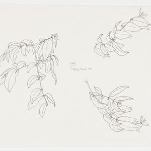 Series 68: Vines, 1968-2007 / drawn by William T. Coope...