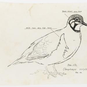 Series 62: Squatter pigeon, 1968 / drawn by William T. ...