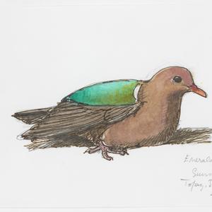 Series 24: Emerald dove, 1969-2009 / drawn by William T...