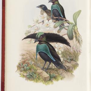 The Birds of New Guinea and the adjacent Papuan islands...