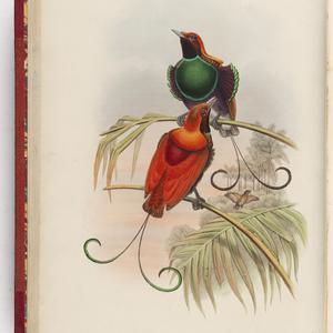 The Birds of New Guinea and the adjacent Papuan islands, including any new species that may be hereafter discovered in Australia, of which it may be considered a continuation / by John Gould.