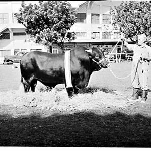 Prize-winning bulls, Royal Easter Show 1966