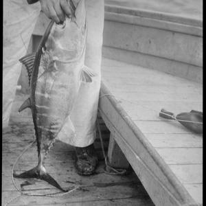 Tuna fishing at Eden / photographed by N. Herfort