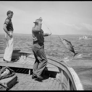 Tuna fishing / photographed by R. Horner