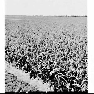 Grain sorghum crop on Bruce Smith's property, Riverina