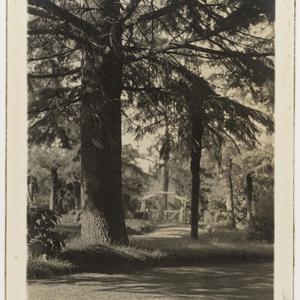 Photographs of the grounds of Dennarque, Mt. Wilson