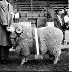 Grand champions, Sheep Show 1970, Sydney Showground
