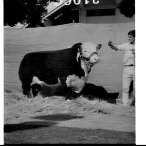 Bulls, Royal Easter Show 1969, Sydney Showground