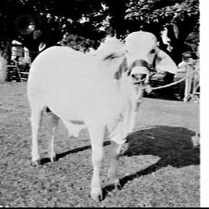 Bulls, Royal Easter Show 1971, Sydney Showground