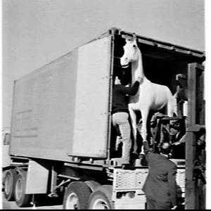 Unloading a life-size model of the White Horse Whisky l...