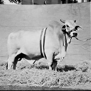 Prize-winning Santa Gertrudis bull, Royal Easter Show, ...