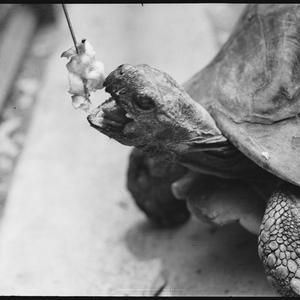 Tortoise series, 30 November 1937