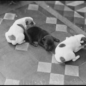 Pups born without tails, 12 May 1938 / photographed by ...