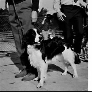 Dogs, Royal Easter Show 1971, Sydney Showground