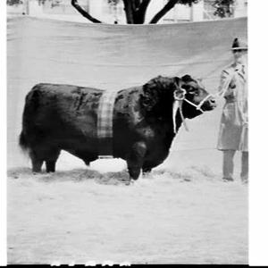 Bulls, Royal Easter Show 1969, Sydney Showground