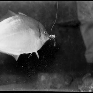 Zoo - fish series, 18 October 1937