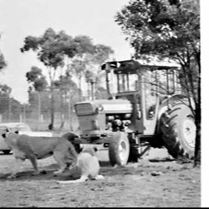 Ford tractor photographed at Warragamba Lion Park