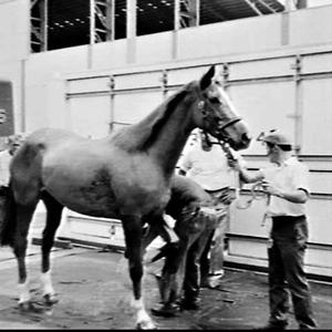 Racehorses housed in a container arrive on the containe...