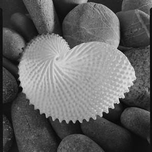 File 06: Nautilus shell, [1930s-1958] / photographed by...